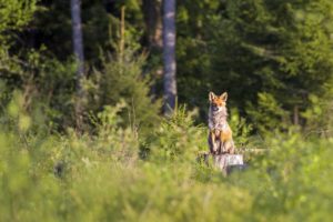 Fuchs auf Baumstumpf